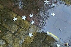 นิยายวาย ชช แนววเจ็บๆ