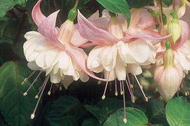 nsfw isn't for kids ( ok )