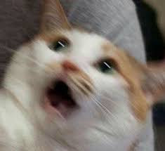 sds